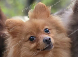 Beautiful golden orange female pom