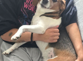 Lady Looking for Her Forever Home