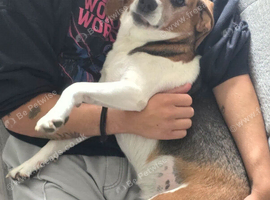 Experienced Adult-Only Home Needed for Lady