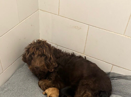 Labradoodle