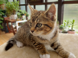 Beautiful Male Tabby Kitten