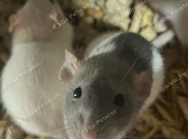 Dumbo fancy rats