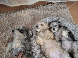 2 BEAUTIFUL GIRLS AVAILABLE