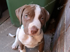 American bulldog Cross sharpei