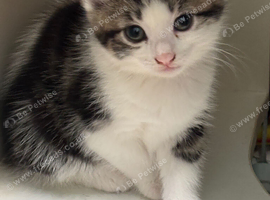 4 beautiful kittens are looking for there forever homes