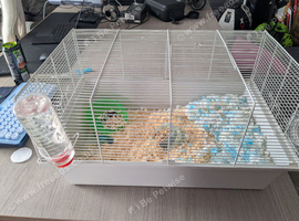 Sweet 18-Month-Old Russian Dwarf Hamster "Smokey" Seeking a Loving Home (Plymouth)
