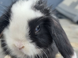 Mini lop buck born 08/06/2026. Ready now!
