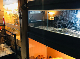 LARGE snake collection for sale