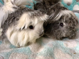 Baby Peruvian sisters