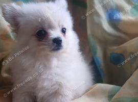 Pomchi puppy