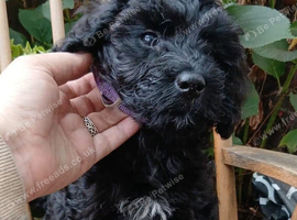 King Schnoodle
