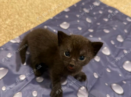5 beautiful kittens