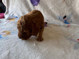 Miniature Labradoodle