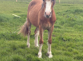 Registered d chestnut yearling filly