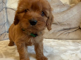 F1 Cavapoo Puppies for sale