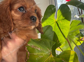 Black and Tan cavalier female