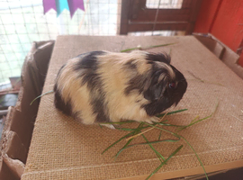 Sheltie sow (girl)