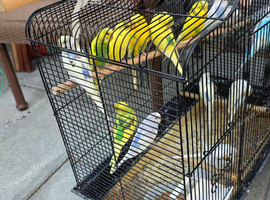 Healthy young budgies