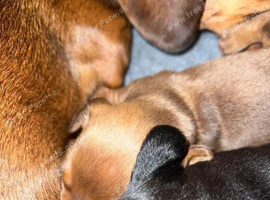 Adorable Dachshund Puppies Available &ndash; 2 girls