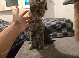 Beautiful Mixed Ragdoll & Tabby Kittens for Sale - Birmingham