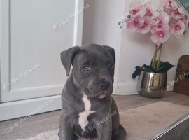 Lue staffy puppy's