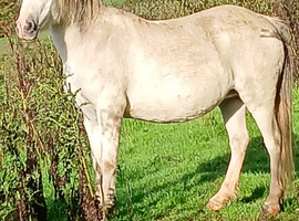 Registered Section A Brood mare