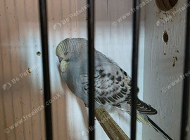 Baby budgies