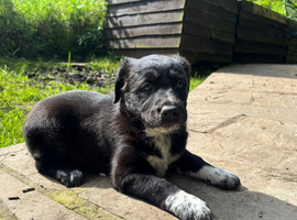 Lurcher x Collie