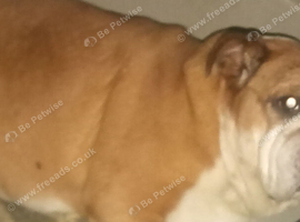 English Bulldog
