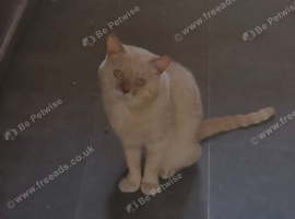 British Shorthair male