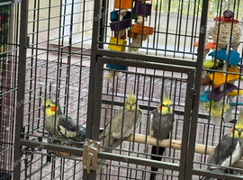 Baby cocktails
