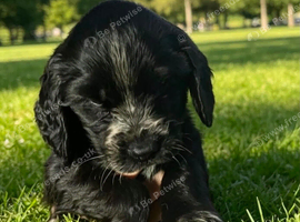Stunning Cocker spaniel puppies