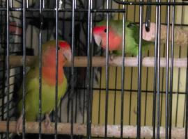 Pair of love birds 7months old