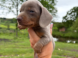 Beautiful Dachshund boys!