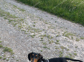 puppy