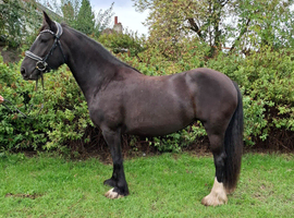 14.2hh Dales X Fresian Mare
