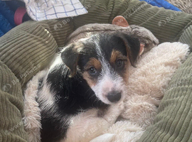 Rodders, little boy for stud
