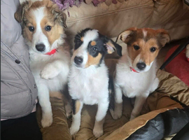 Rough Collie x Border Collie