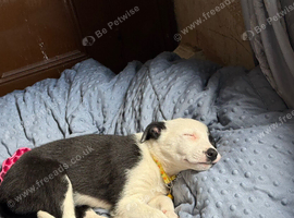 Beautiful working farm collie pup