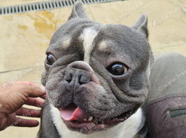 Male french bulldog