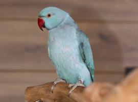 Baby Blue Ring Neck Talking Parrots,  23