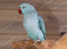 Baby Blue Ring Neck Talking Parrots, 24