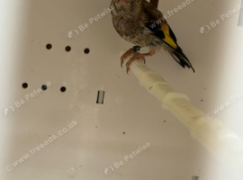 Young goldfinch