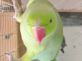 Birds for sale