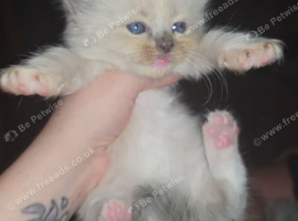 Munchkin cross Ragdoll Kittens