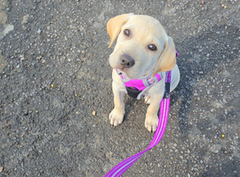 Mazie beautiful Bullador