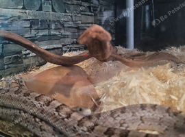 Corn snake