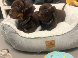 Miniature Dachshund Puppies