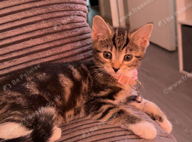 Gorgeous bengal tabby mix