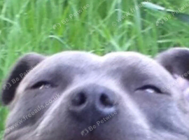 Blue Staffy kc with papers
